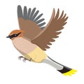 Waxwing isolated on a white background. Vector graphics