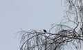 Bird on tree