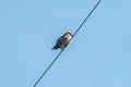 Waxwing sitting on an electrical wire