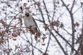 Waxwing sitting on a tree branch Royalty Free Stock Photo