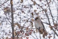 Waxwing sitting on a tree branch Royalty Free Stock Photo