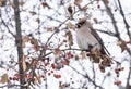 Waxwing sitting on a tree branch Royalty Free Stock Photo