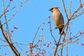 Waxwing