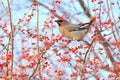 Waxwing