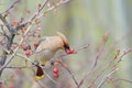 Bird eat wild fruit Royalty Free Stock Photo