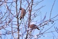 Birds on snow branches