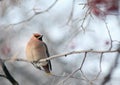 Waxwing on winter branch