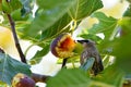 Cedar Waxwing Bird Eating Yellow Fig 02 Royalty Free Stock Photo