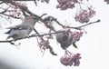 Waxwings in ascandanaviann rowan berry tree