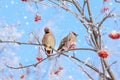 Waxwings bird on tree