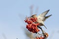 Waxwings eat rowan berries