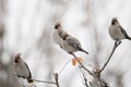 Waxwings eat rowan berries