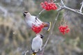 Waxwings eat rowan berries