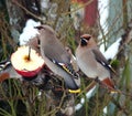 Waxwings