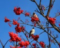 Waxwings