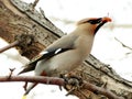 Waxwings on feeding