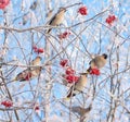 Waxwings