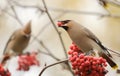 Waxwings with mountain ash