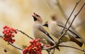 Waxwings with mountain ash