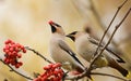 Waxwings with mountain ash