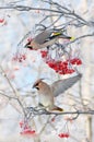 Waxwings on mountain ash