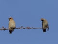 Waxwings Royalty Free Stock Photo
