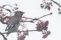 Waxwings in a rowan berry tree Royalty Free Stock Photo