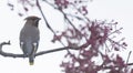 Waxwings in a rowan berry tree Royalty Free Stock Photo