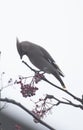 Waxwings in a rowan berry tree Royalty Free Stock Photo