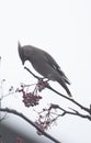 Waxwings in a rowan berry tree