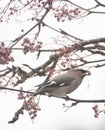 Waxwings in a rowan berry tree Royalty Free Stock Photo