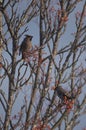 Waxwings in a rowan berry tree Royalty Free Stock Photo