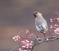 Waxwings in a rowan berry tree Royalty Free Stock Photo
