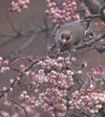 Waxwings in a rowan berry tree Royalty Free Stock Photo