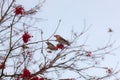 Waxwings on a rowan tree Royalty Free Stock Photo