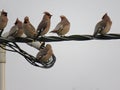 Waxwings sit on a wire
