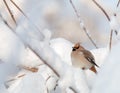 Waxwings on snow-covered branches Royalty Free Stock Photo
