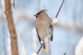 Waxwings on snow-covered branches Royalty Free Stock Photo