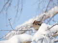 Waxwings on snow-covered branches Royalty Free Stock Photo