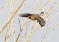 The waxwings take of from the tree unusual perspective Royalty Free Stock Photo