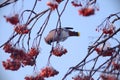 Birds on snow branches