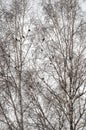 Waxworms lat. Bombycilla garrulus occupied birch. Many birds sit on branches. Spring landscape. Vertical photo.