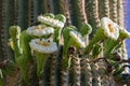 Saguaro Cactus Flowers with Bees and Other Flying Things
