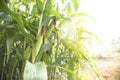 Waxy corn field in sunset.