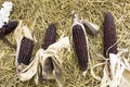 Waxy corn or Zea mays ceratina from agricultural corn plantation