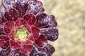 Raindrops on Tree houseleek Aeonium arboreum