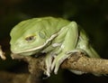 Waxy monkey frog