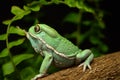 Waxy monkey frog(phyllomedusa sauvagii)