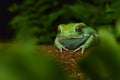 Waxy monkey frog(phyllomedusa sauvagii)