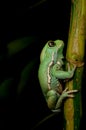 Waxy monkey frog(phyllomedusa sauvagii)